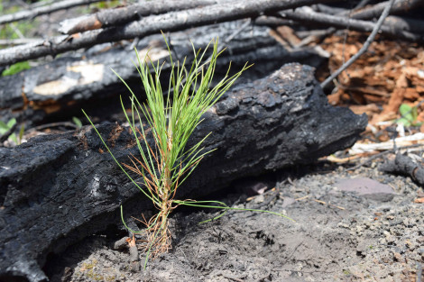 NFF Tree Planting Campaign Photo 1